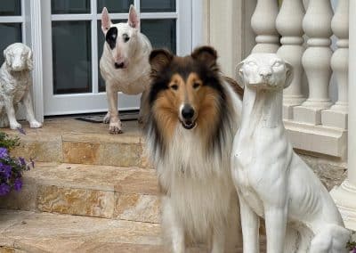Wilsmann Apartmentvermietung - Hunde und Katzen sind willkommen
